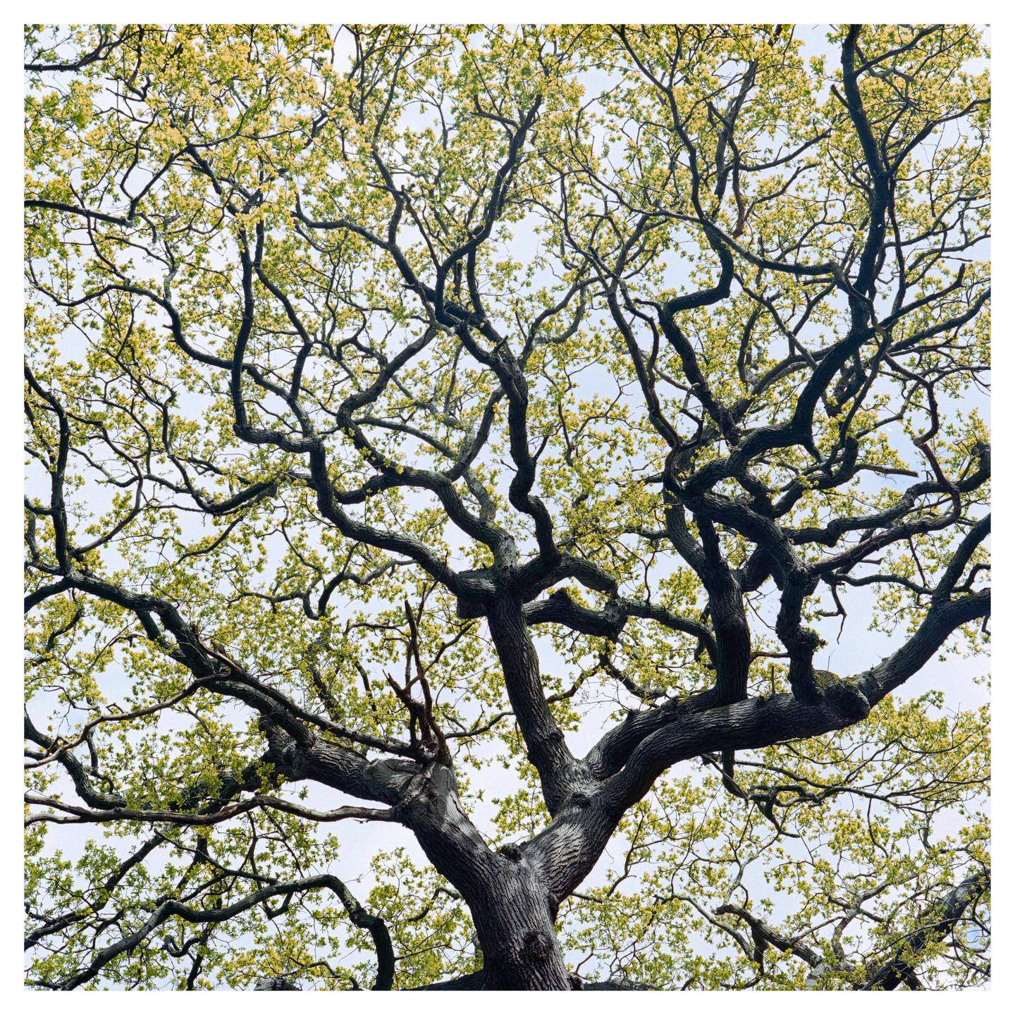A large tree with many branches and green leaves is viewed from below against a bright sky.