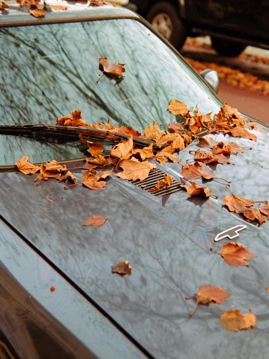 Autumn leaves cover the hood and windshield of a parked car.