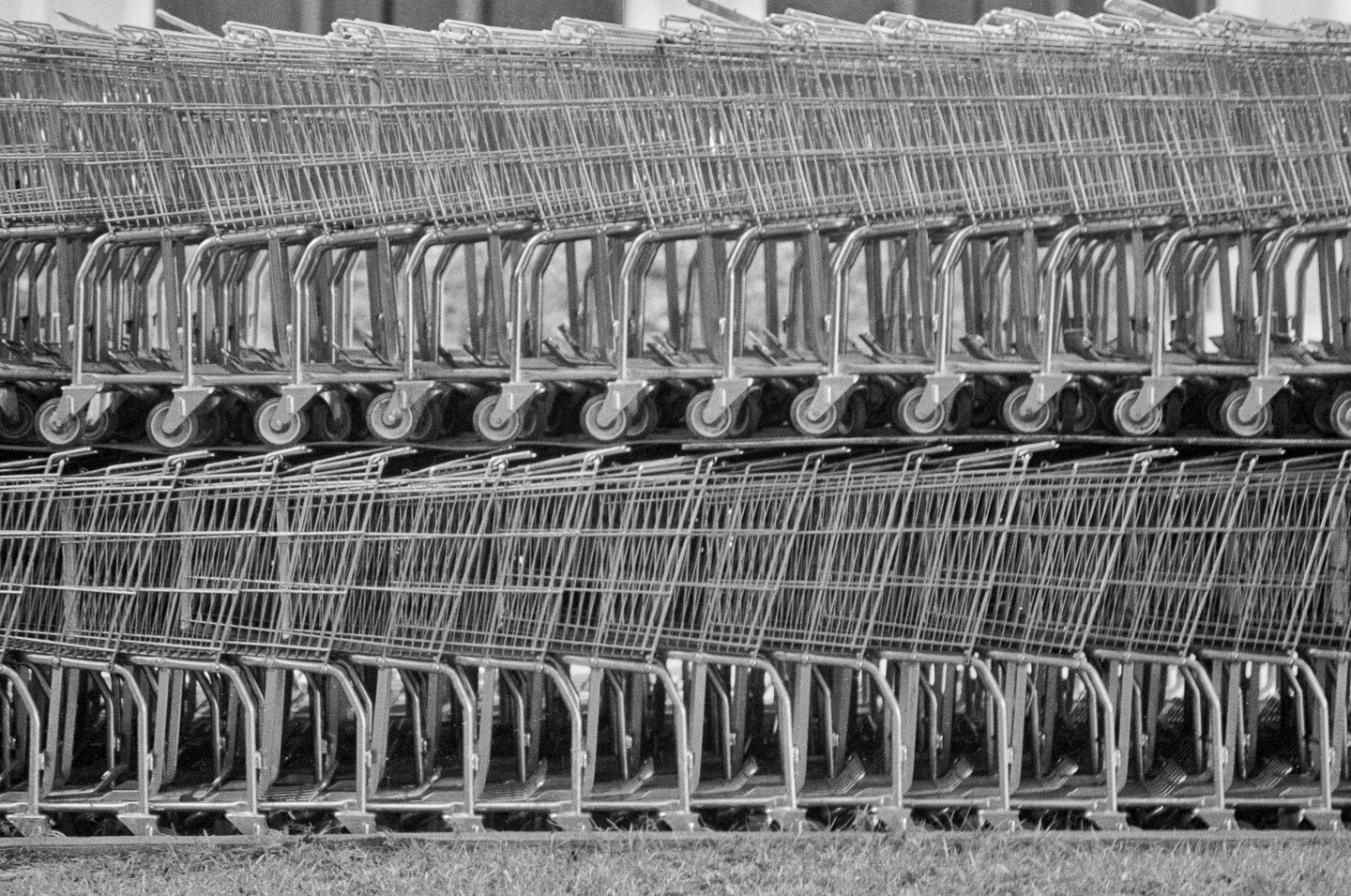 A large number of shopping carts are stacked in rows on a grassy area.