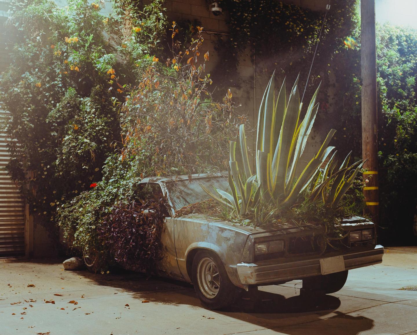 An abandoned car is overgrown with plants and agave.