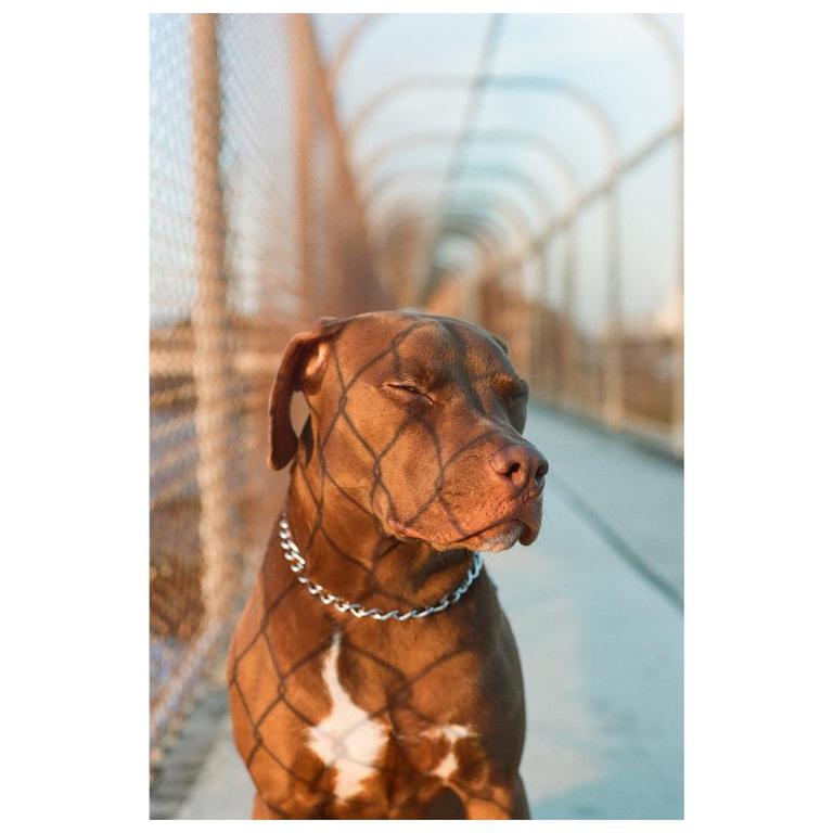 A brown dog with a silver chain collar stands on a bridge with its eyes closed, casting shadows from a chain-link fence.