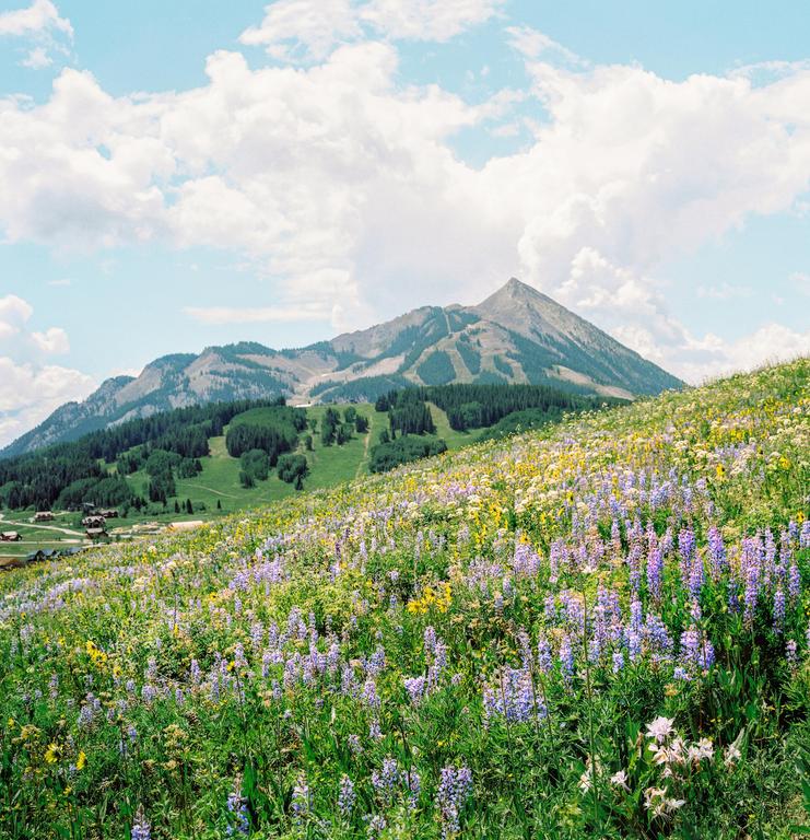 A field of wildflowers in the foreground leads to a mountain with ski slopes and a small village at its base.