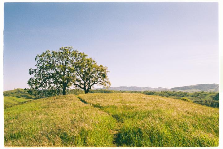 A path leads through a grassy field to two trees on a hill under a clear sky.