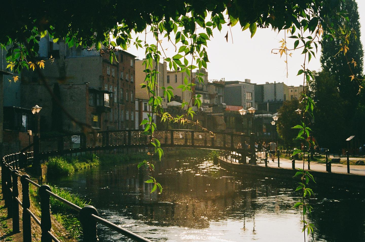 Vines hang over a river with a bridge and buildings in the background.