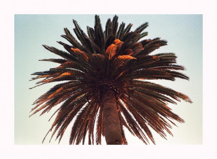 A low-angle view shows the trunk and fronds of a palm tree against a clear sky.