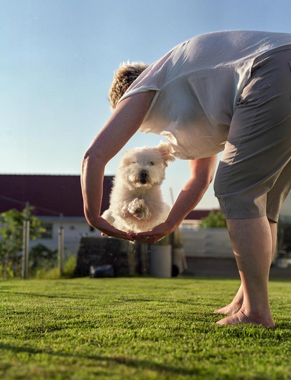 A person holds a small white dog in their hands above a grassy lawn.
