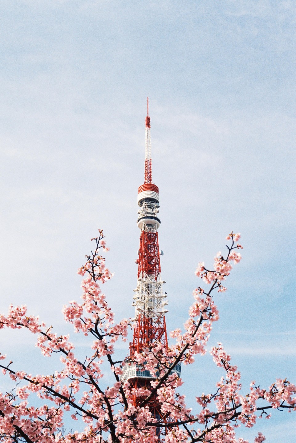 The Tokyo Tower is visible behind pink cherry blossoms against a light blue sky.