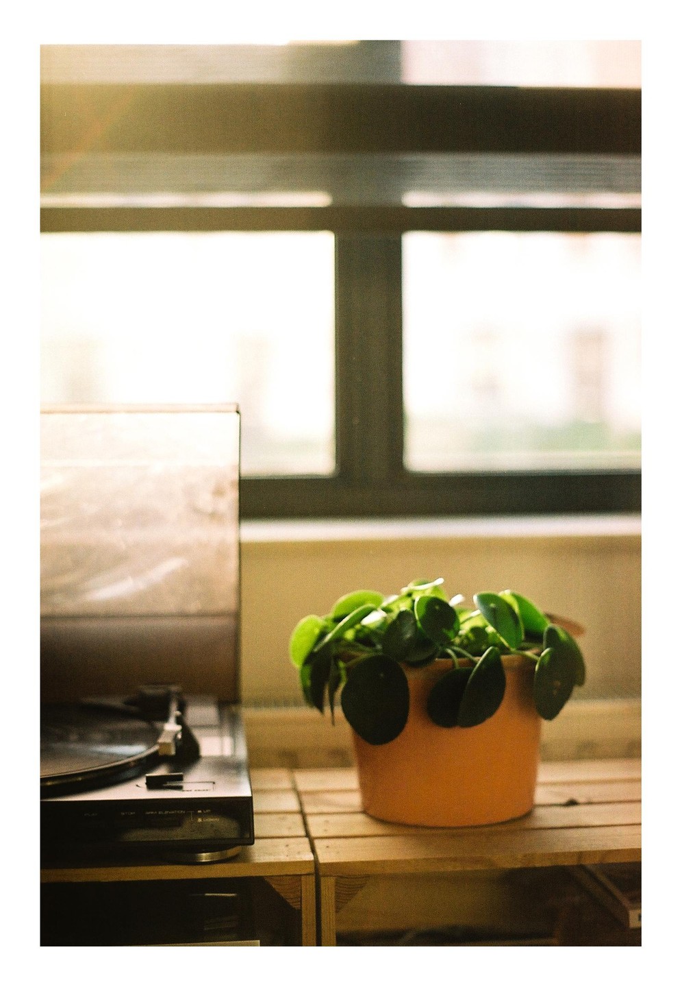 A potted plant and a record player sit on a wooden surface in front of a window.