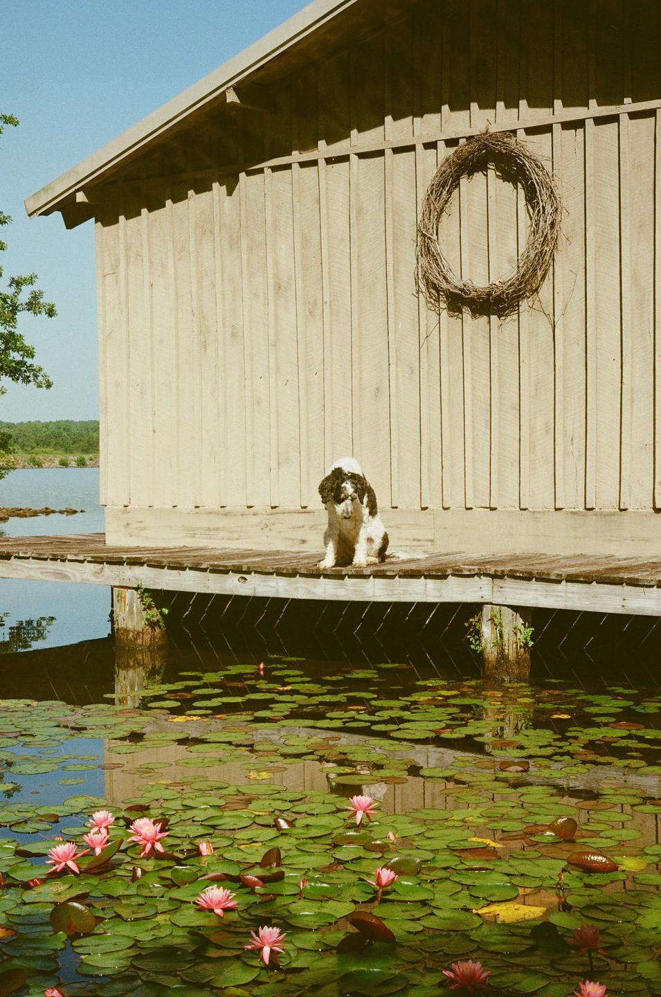 A black and white dog sits on a wooden dock next to a boat house, with a pond full of lily pads and pink water lilies in the foreground.