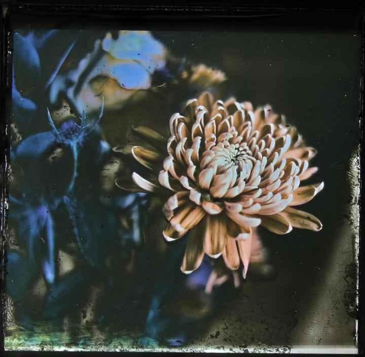 A single chrysanthemum is in focus with other flowers blurred in the background.