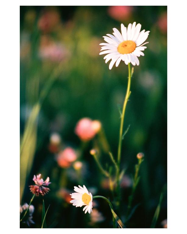 A tall daisy stands in a field of wildflowers with a smaller daisy and other blossoms in the foreground.