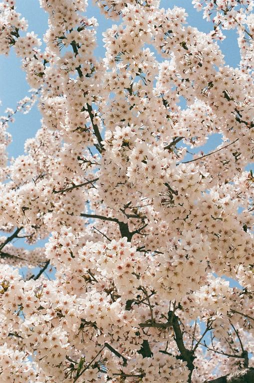 A cherry tree in full blossom is photographed from below against a clear blue sky.