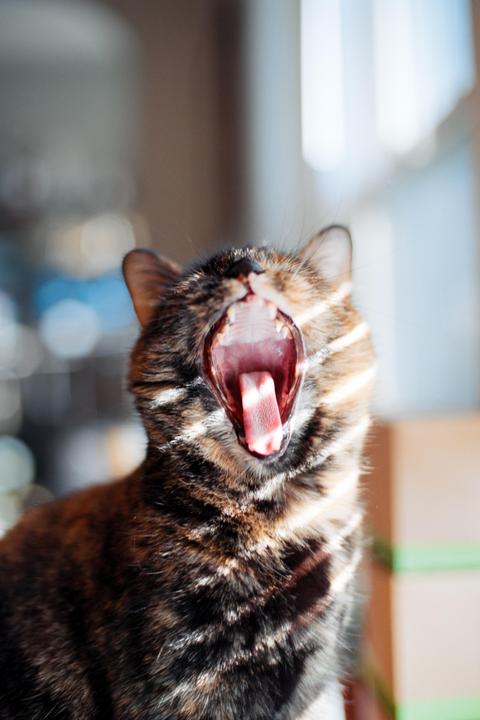 A cat with striped fur yawns, showing its tongue and teeth.