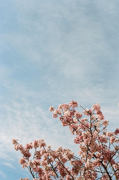 Pink blossoms are visible against a blue sky with wispy clouds.
