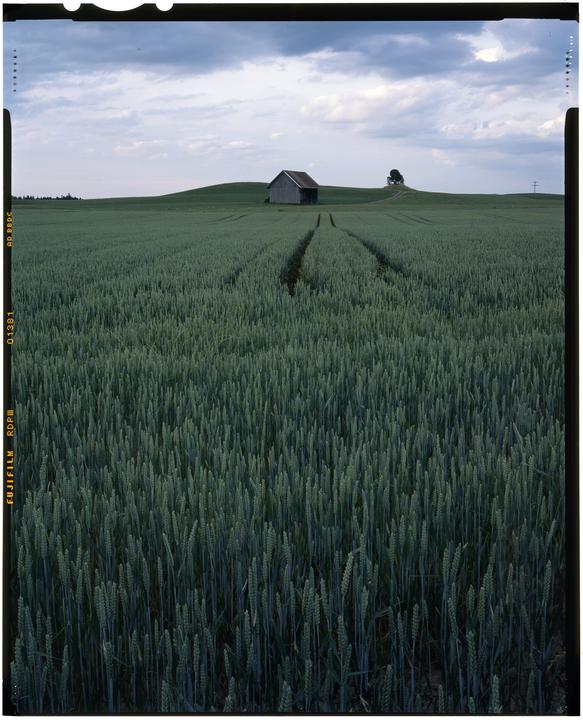 A field of green wheat leads to a small barn on a hill under a cloudy sky.