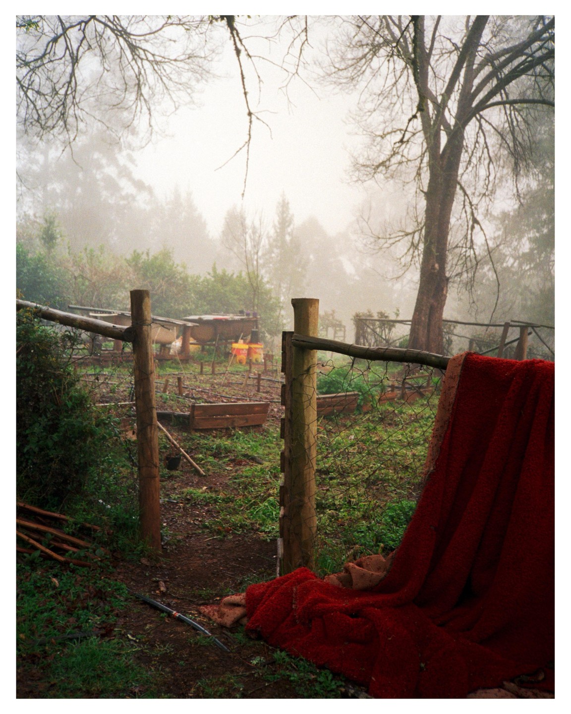 A red blanket hangs over a wire fence in a hazy, overgrown garden with trees in the background.