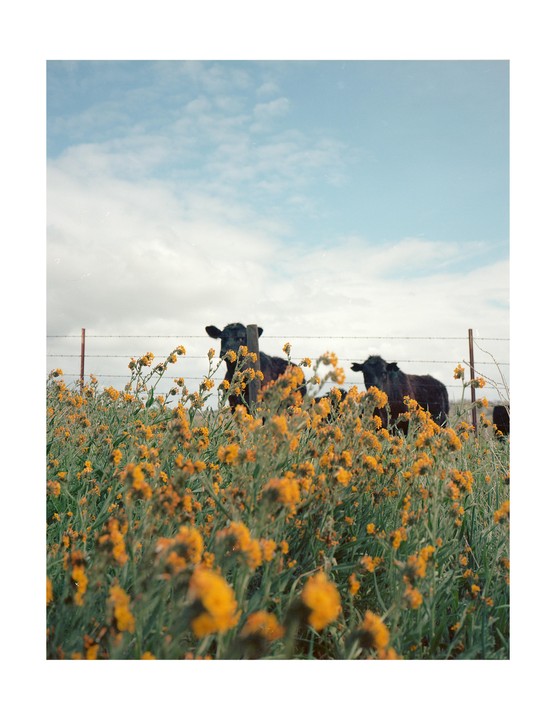 Two cows stand behind a barbed wire fence in a field of yellow flowers under a cloudy sky.