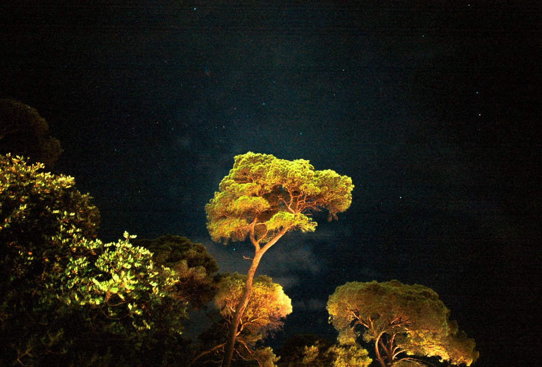 Trees with illuminated foliage stand against a dark night sky filled with stars.