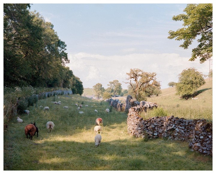 Sheep graze in a sunlit field bordered by stone walls and trees.