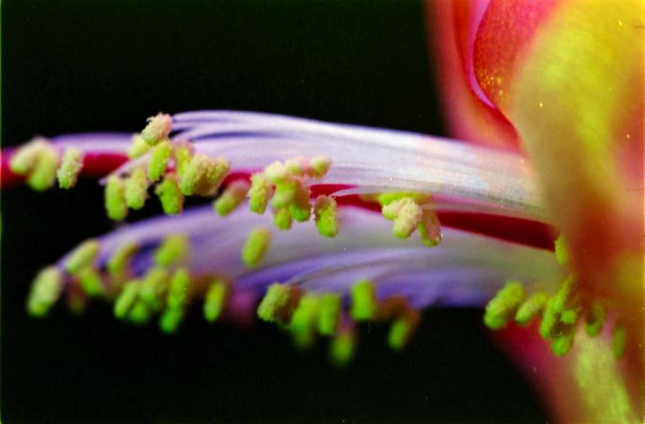 A close-up view shows the pollen-covered stamens of a christmas cactus flower against a dark background.