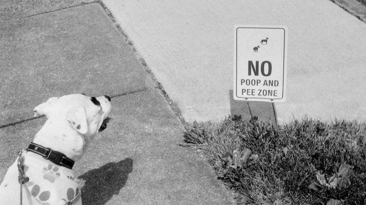 A dog on a leash looks at a "No Poop and Pee Zone" sign next to a patch of grass.