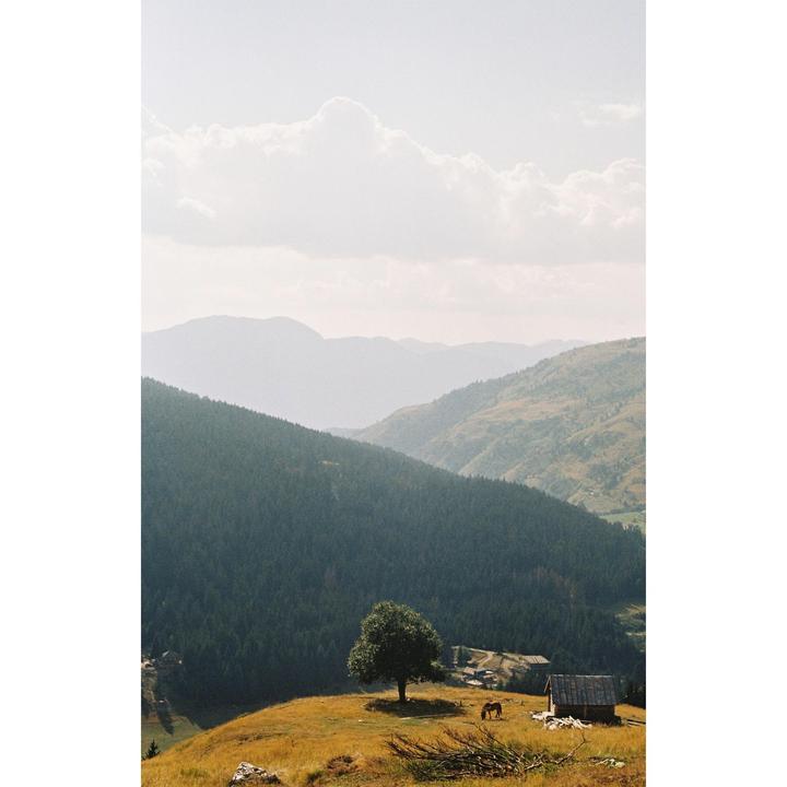 A lone tree stands on a grassy hill overlooking a valley with mountains in the background.