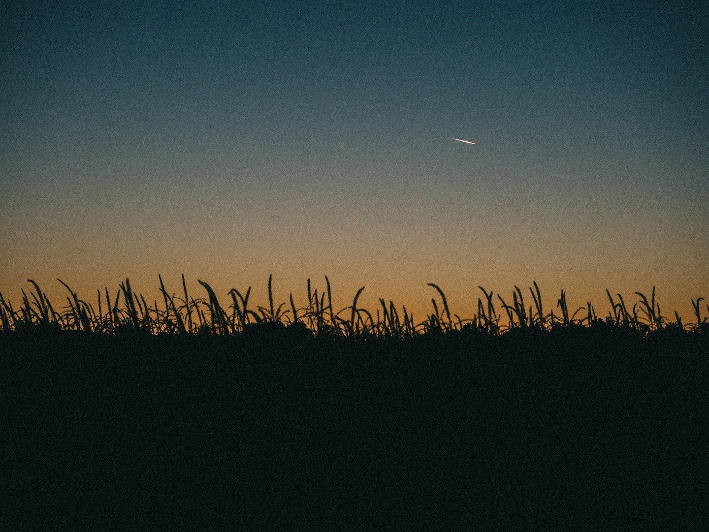 A dark silhouette of a field of tall grass is visible against a gradient sky with a single light streak.