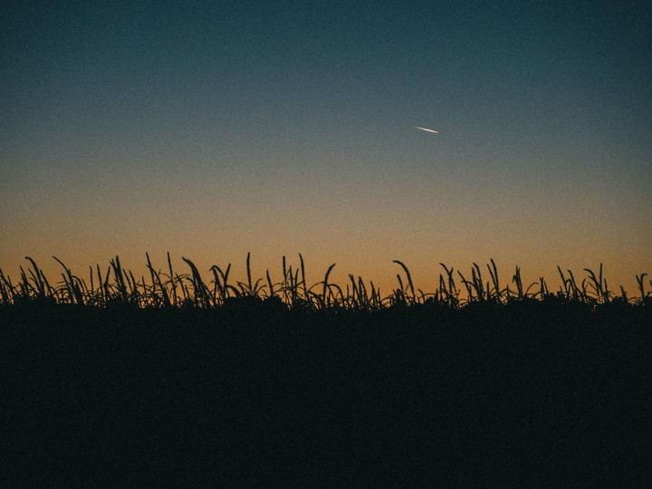 A dark silhouette of a field of tall grass is visible against a gradient sky with a single light streak.