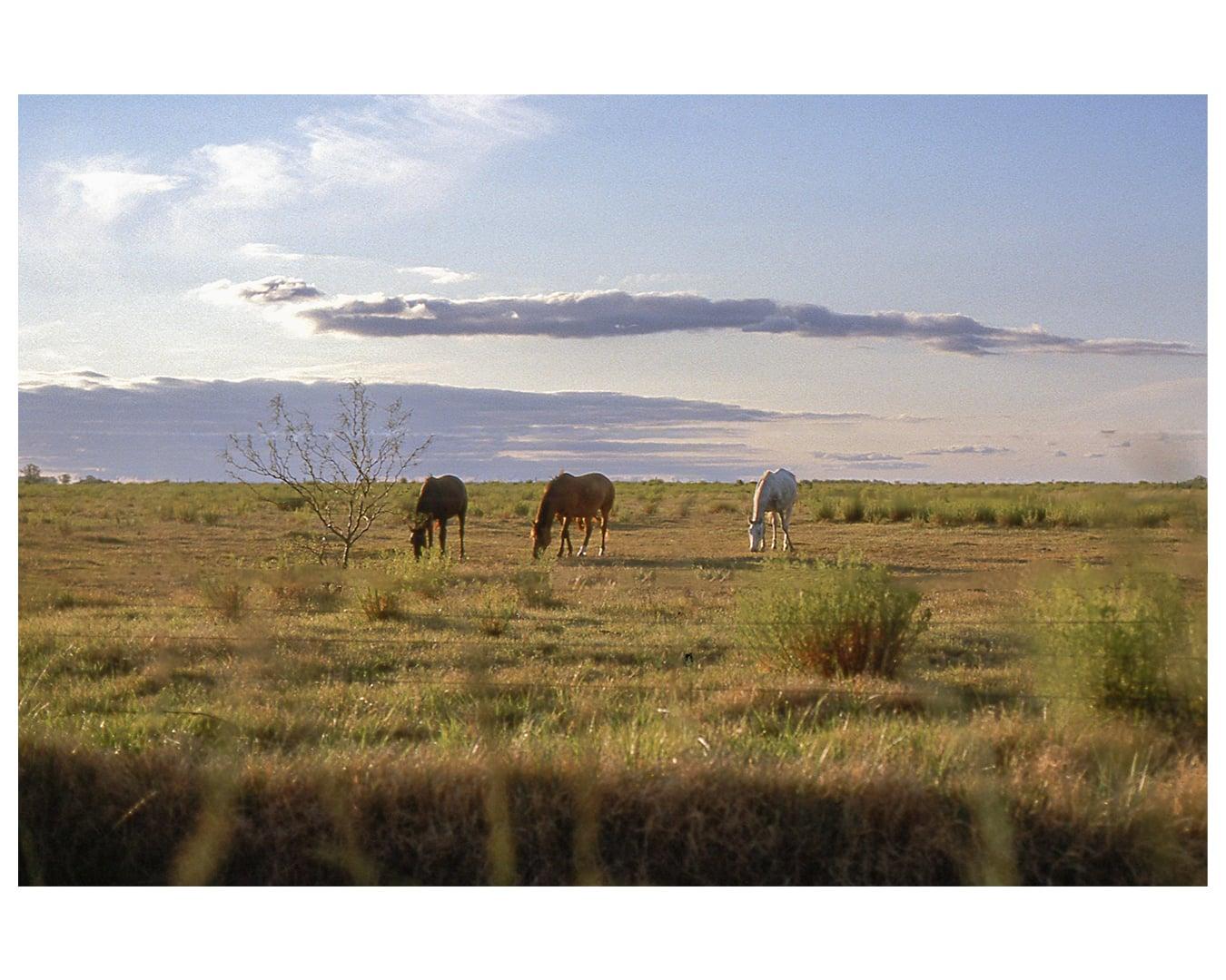 Three horses graze in a field under a cloudy sky.