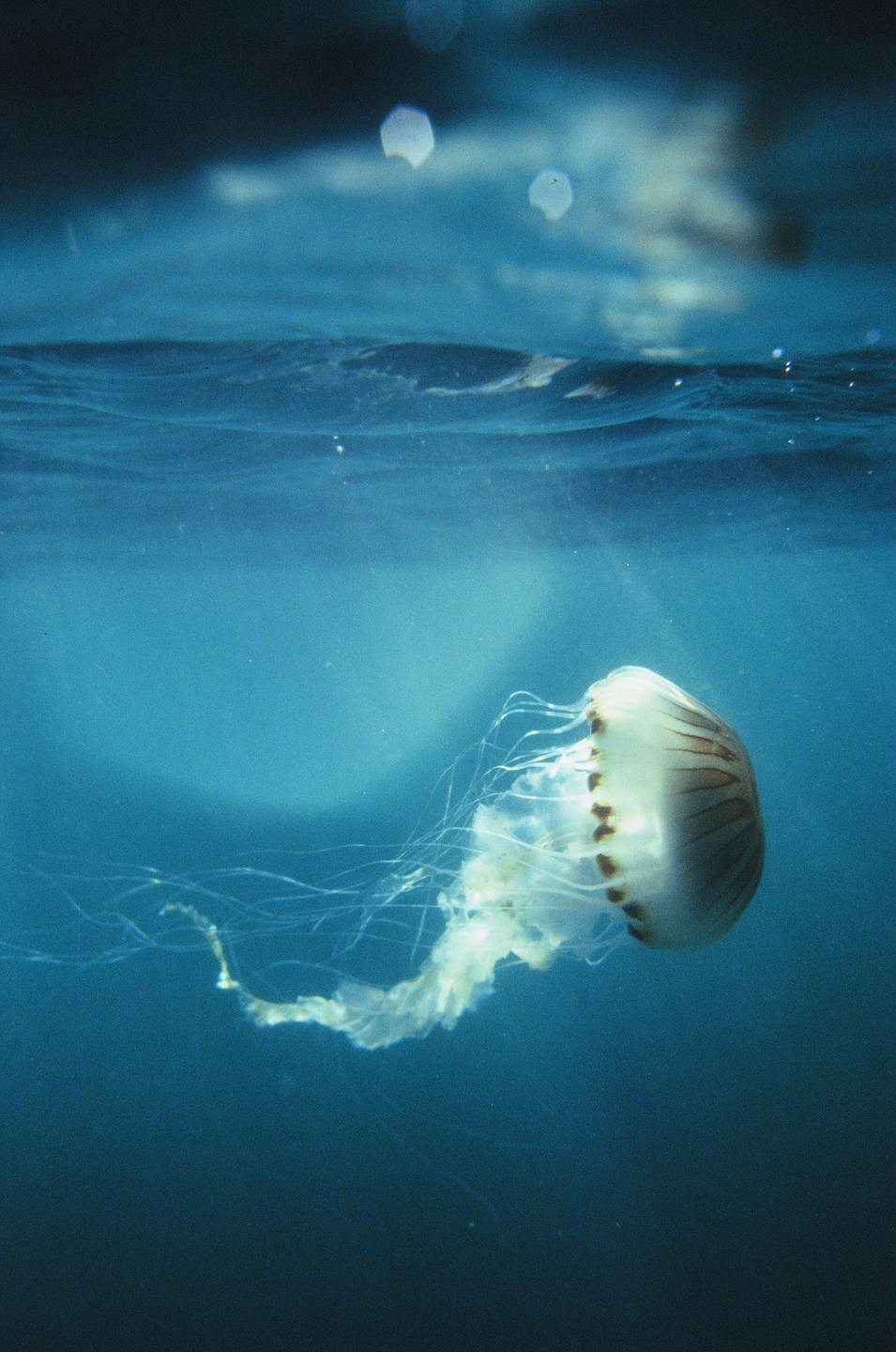 A jellyfish with long tentacles swims in blue water with the surface visible above.