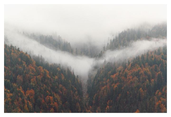 A valley filled with autumn trees is covered in a thick layer of fog.