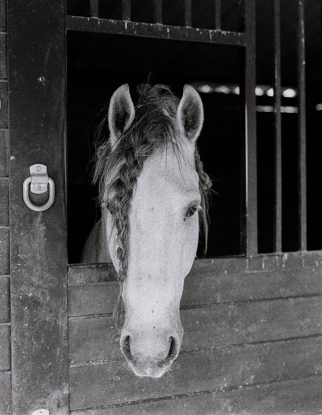 A horse with a braided mane looks out from a stable stall.