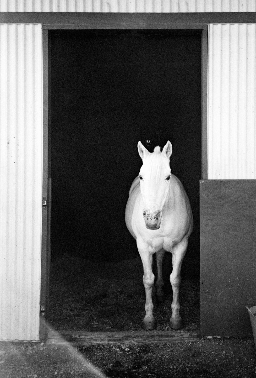 A white horse stands in a dark stable doorway, looking directly at the viewer.
