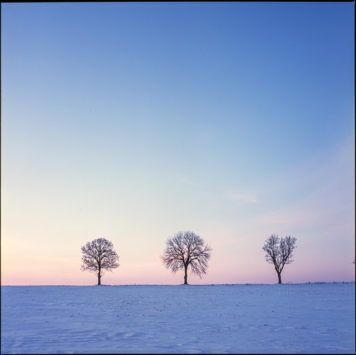 Three bare trees stand in a snow-covered field under a pastel sky at dusk.