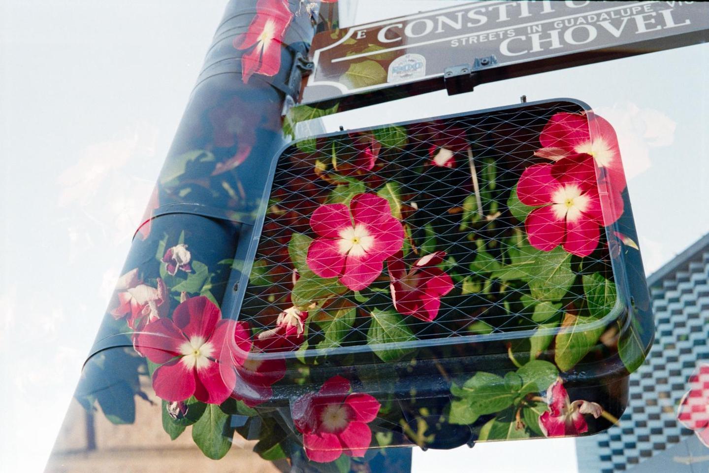 A double exposure shows pink flowers superimposed over a street sign and a traffic light.