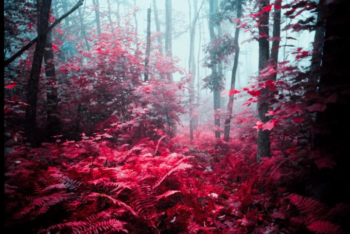 A forest is filled with red foliage and ferns under a hazy sky.