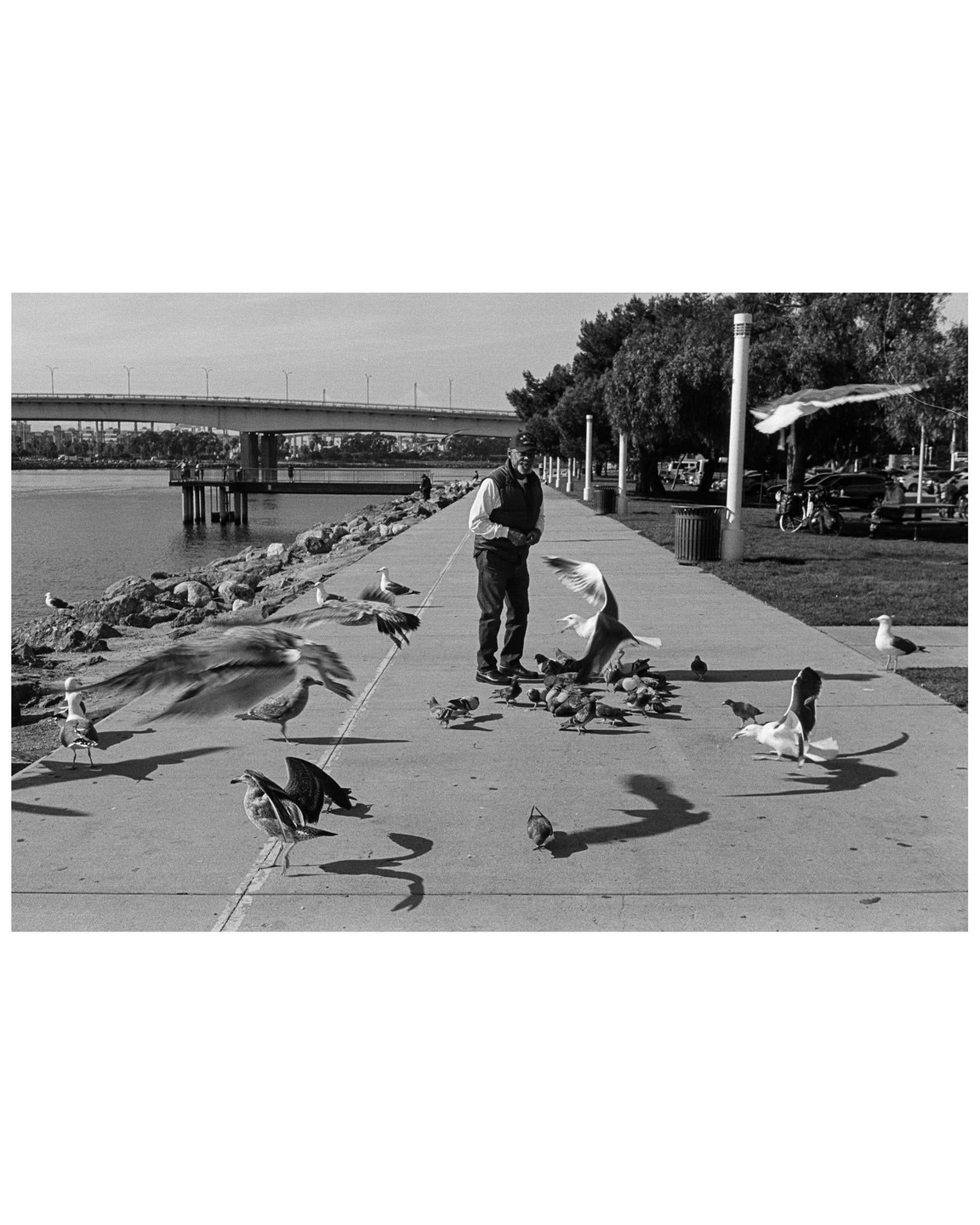 A man feeds a flock of birds on a paved path next to a body of water with a bridge in the background.