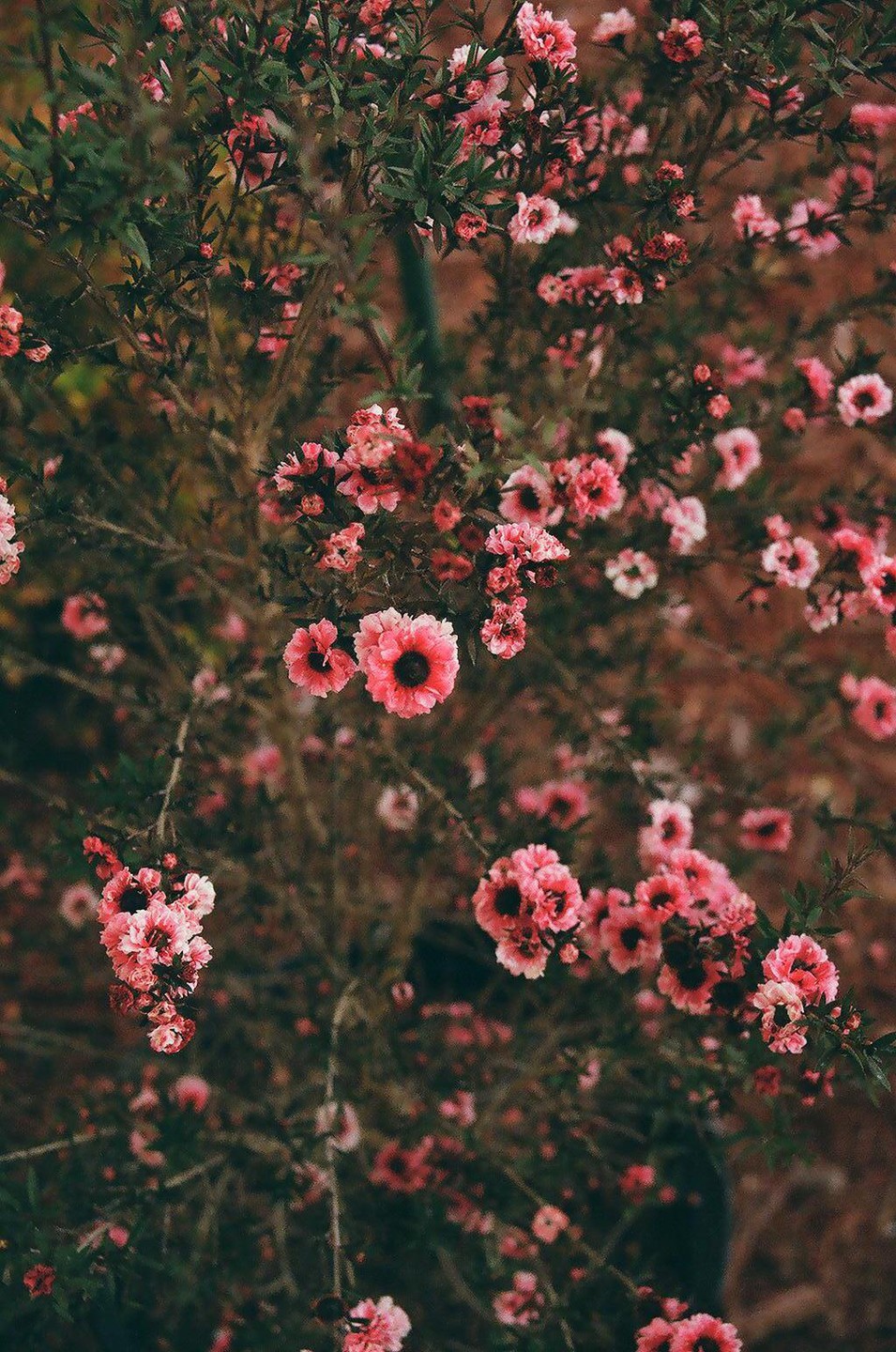 A close-up shot shows many small pink flowers with dark centers on a tea tree.