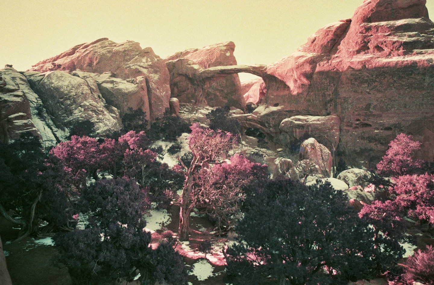 A natural arch is visible between two large rock formations with purple trees and bushes in the foreground.