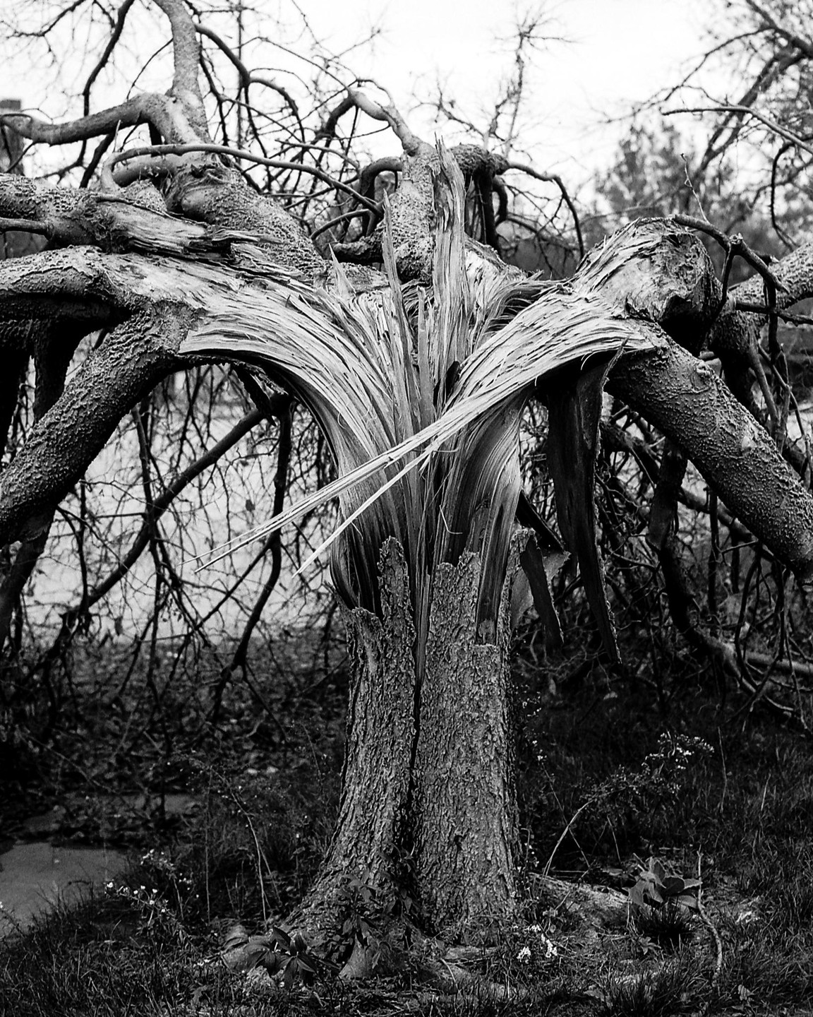 A tree with a split trunk and gnarled branches stands in a grassy area.