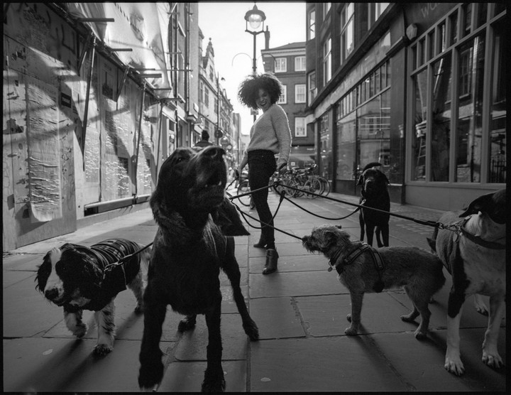 A woman walks five dogs on leashes down a city street.