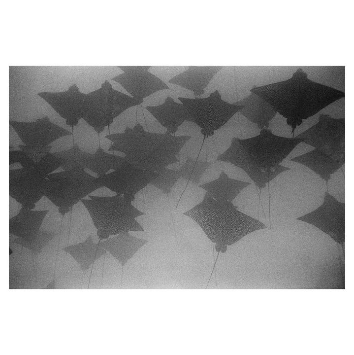 A school of spotted eagle rays swims through murky water.
