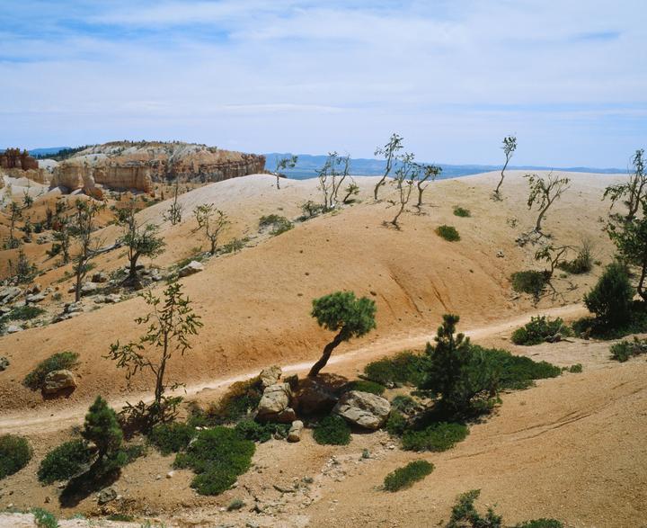 A dirt path winds through a desert landscape with sparse trees and rock formations under a blue sky.