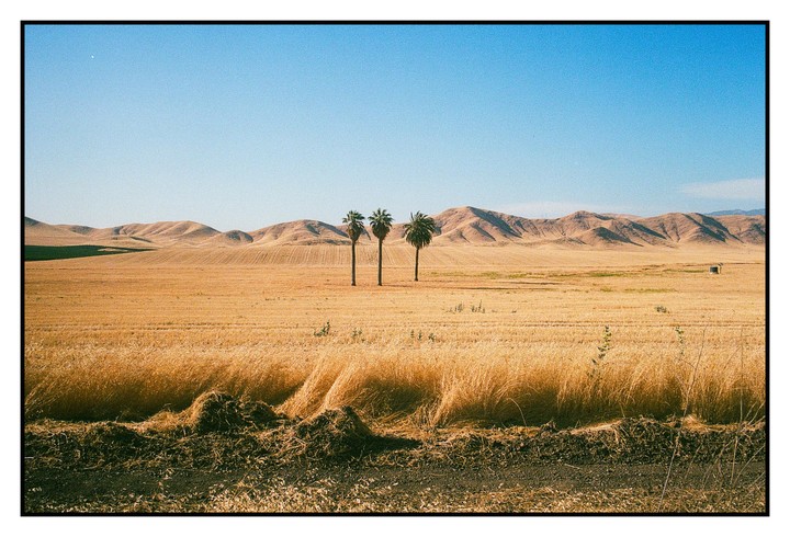 Three palm trees stand in a golden field with rolling hills in the background under a clear sky.