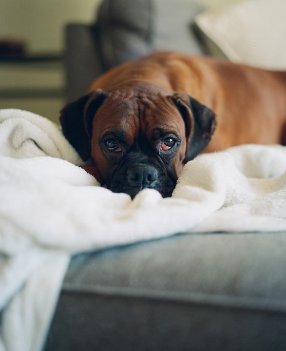 A brown boxer dog with red eyes is lying on a white blanket on a couch.