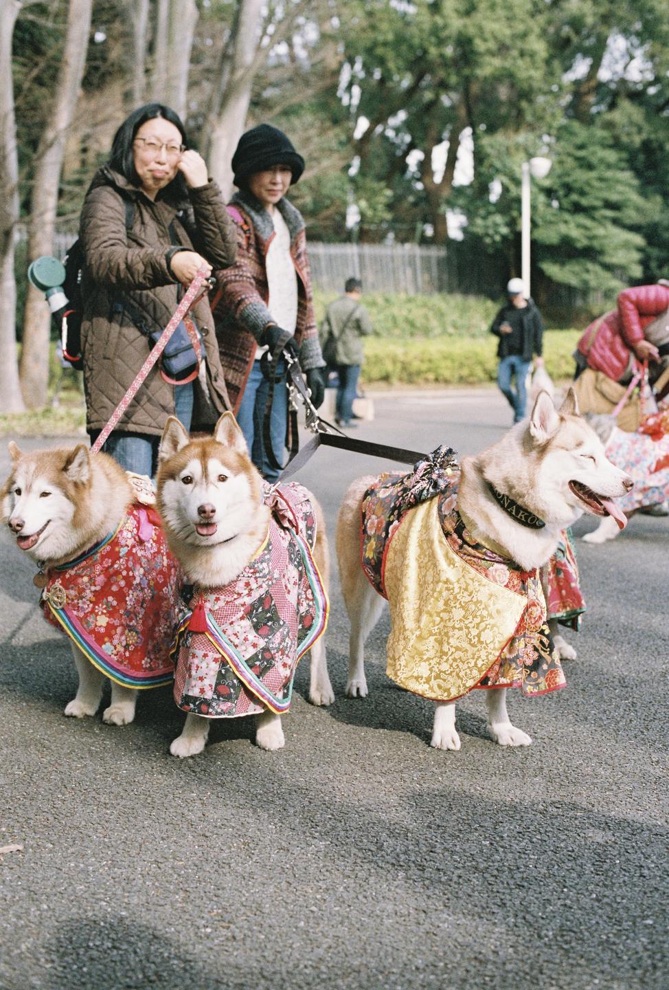 Three huskies wearing colorful kimonos are on leashes held by two women on a paved path.