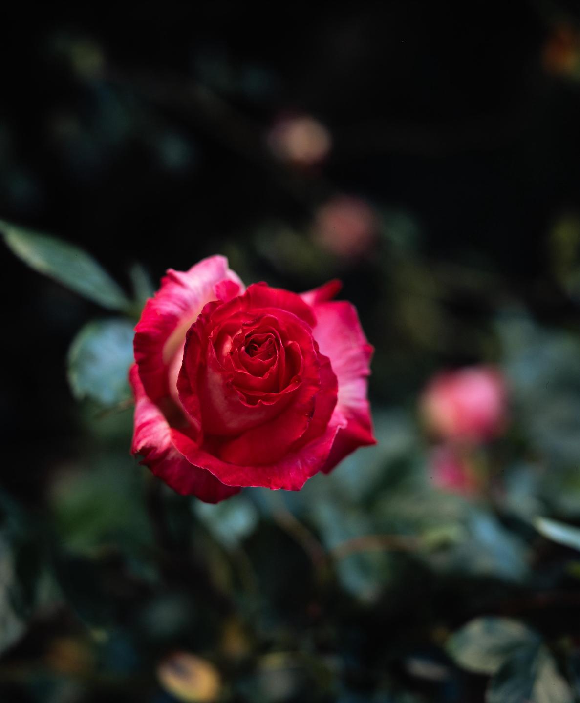 A single red rose with white edges is in focus against a dark, blurred background of green foliage.