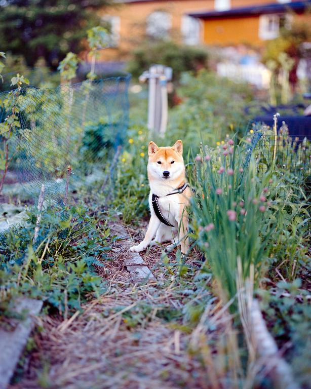 A shiba inu dog sits in a garden path surrounded by green plants and a fence.