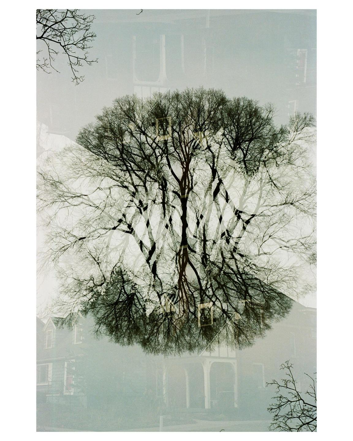 A double exposure shows a bare tree superimposed over a house and another tree.