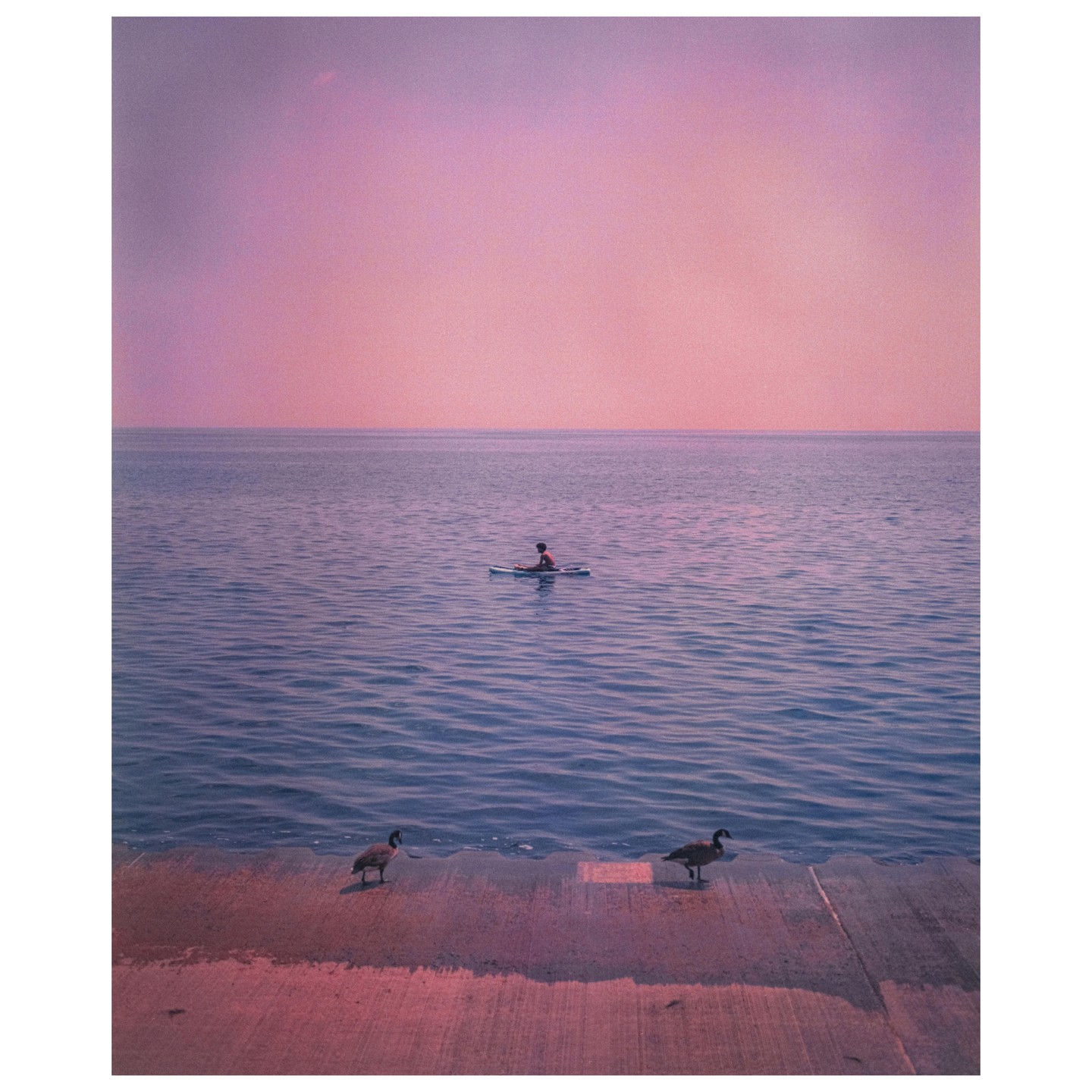 A person on a paddleboard floats on the water while two geese stand on the shoreline.